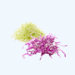 Shredded Cabbage